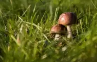 El condado advierte a los residentes sobre hongos silvestres mortales