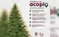Gobierno de Ensenada habilita centros de acopio de �rboles navide�os