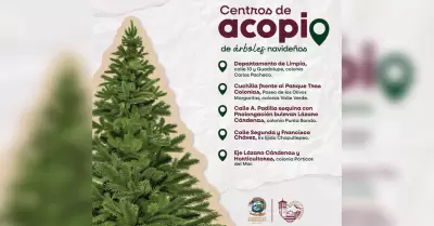 Acopio de �rboles navide�os