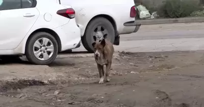 Denuncian que perros que atacaron al ni�o en el Matamoros ya hab�an mostrados co