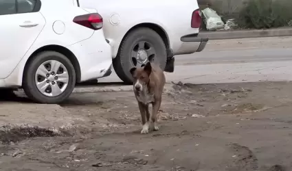 Denuncian que perros que atacaron al ni�o en el Matamoros ya hab�an mostrados co