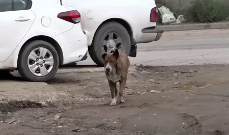 Denuncian que perros que atacaron al ni�o en el Matamoros ya hab�an mostrados co