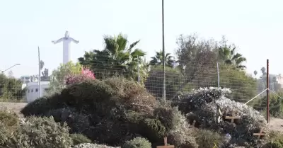 �rbolitos de navidad