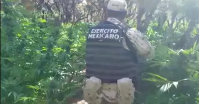 C�rteles en M�xico