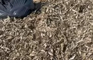 Peces muertos en la presa de Tijuana por temperaturas y derrames de residuales, advierte experto