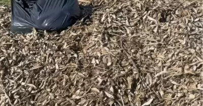 Peces muertos en la presa de Tijuana por temperaturas y derrames de residuales,