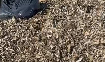 Peces muertos en la presa de Tijuana por temperaturas y derrames de residuales,