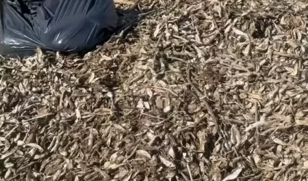 Peces muertos en la presa de Tijuana por temperaturas y derrames de residuales,
