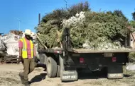 Recaba Gobierno Municipal de Tijuana m�s de 2 mil �rboles como parte de la campa�a de reciclaje