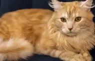 El gato m�s lindo del mundo vive en Brescia, Italia