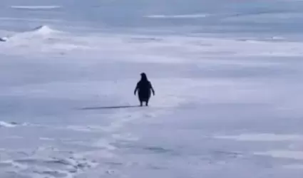 Ping�ino nihilista