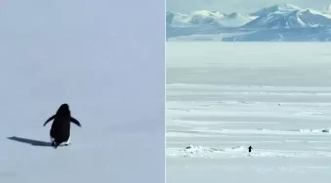 Ping�ino nihilista