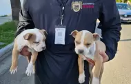 Rescata XXV Ayuntamiento de Tijuana a cuatro caninos que eran presuntamente comercializados en la v�a p�blica