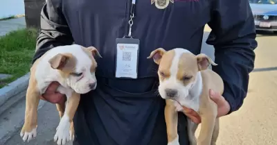 Caninos rescatados que eran presuntamente comercializados en la v�a p�blica