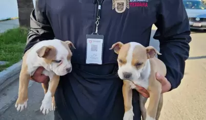 Caninos rescatados que eran presuntamente comercializados en la v�a p�blica