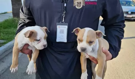 Caninos rescatados que eran presuntamente comercializados en la v�a p�blica