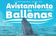 Invita turismo a disfrutar el avistamiento de ballena gris en Ensenada