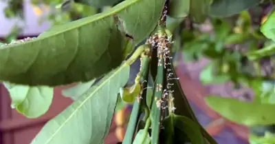 Cuarentena de c�tricos en Ramona