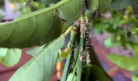 Cuarentena de c�tricos en Ramona