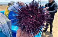 Concluy� temporada de pesca de erizo rojo