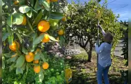 Adultos mayores voluntarios cosechan fruta y la convierten en apoyo para la comunidad