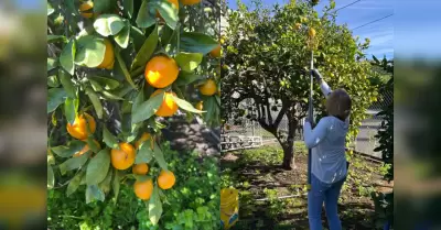 Adultos mayores voluntarios cosechan fruta y la convierten en apoyo para la comu