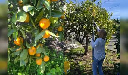 Adultos mayores voluntarios cosechan fruta y la convierten en apoyo para la comu