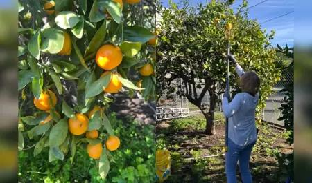 Adultos mayores voluntarios cosechan fruta y la convierten en apoyo para la comu