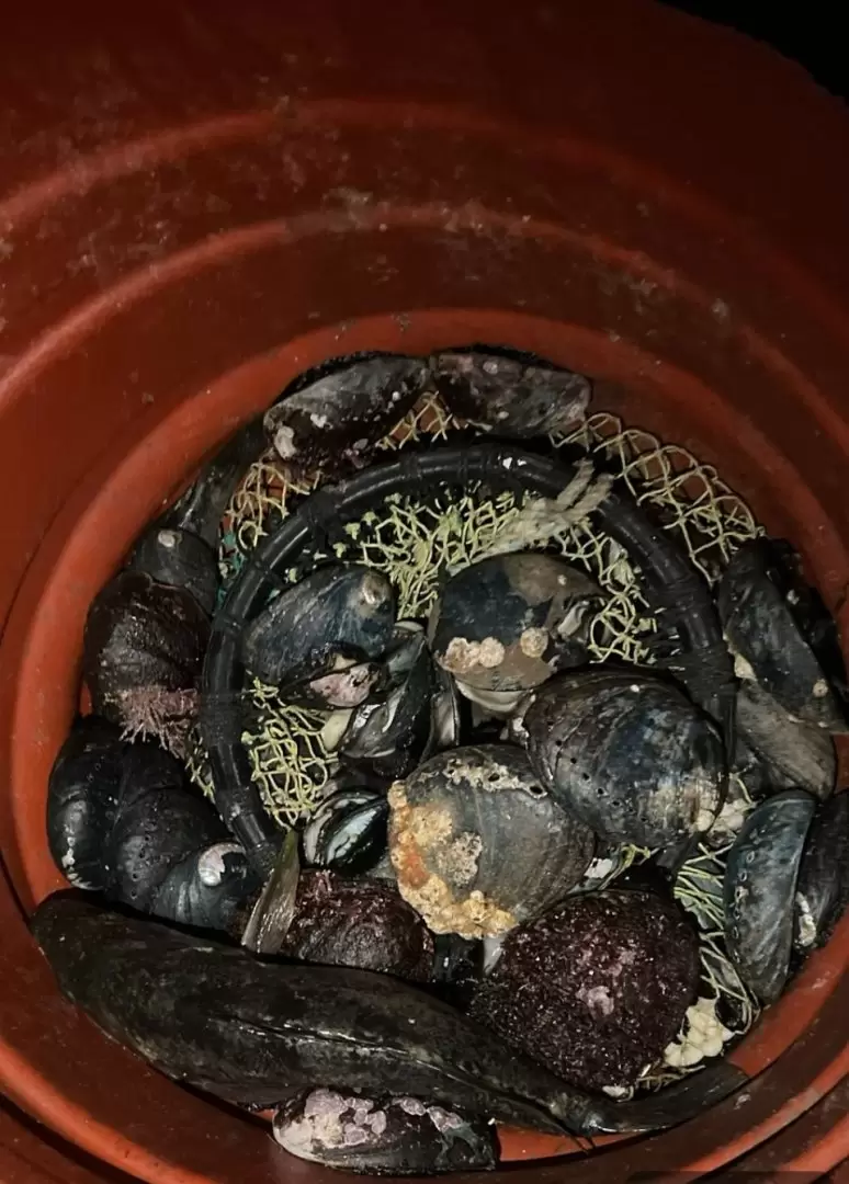 Marina asegura producto pesquero irregular en Ensenada