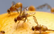 Declaran cuarentena en zonas del condado de San Diego por detecci�n de mosca mexicana de la fruta