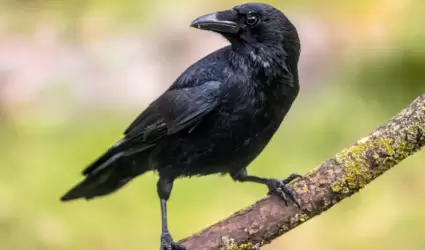 Virus del Nilo Occidental en ave en el �rea de North Park