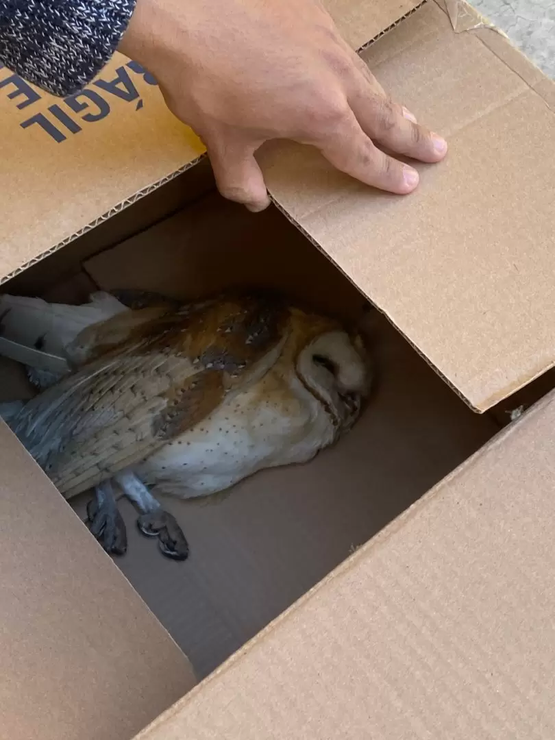 Rescatan a lechuza lesionada