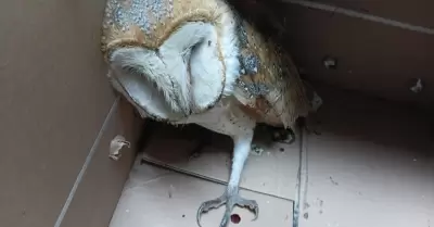 Rescatan a lechuza lesionada
