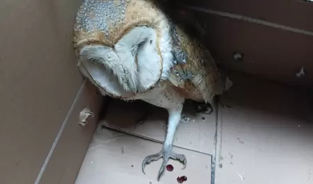 Rescatan a lechuza lesionada