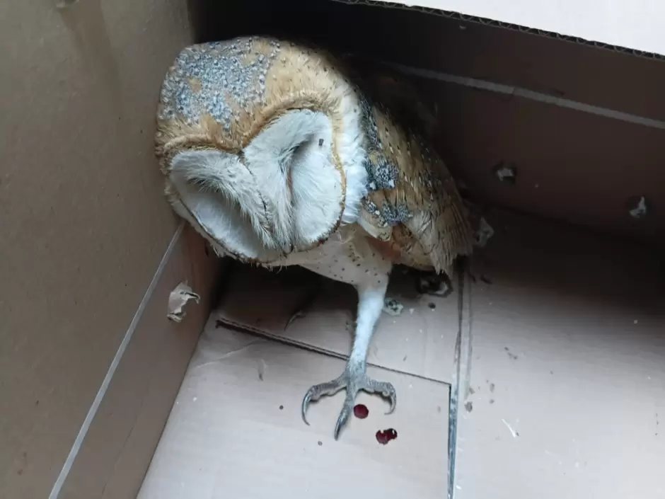 Rescatan a lechuza lesionada