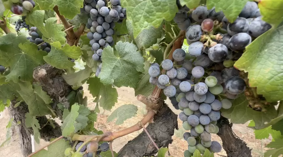 vi�edo la vid uvas