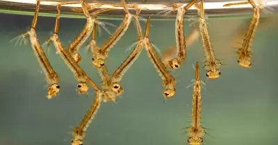 Aplicaci�n a�rea contra mosquitos