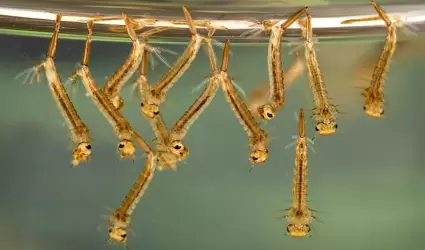 Aplicaci�n a�rea contra mosquitos