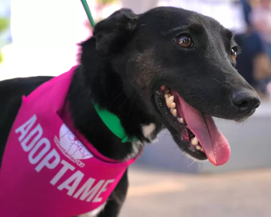 Celebra gobernadora Marina del Pilar dos a�os del Santuario Mily