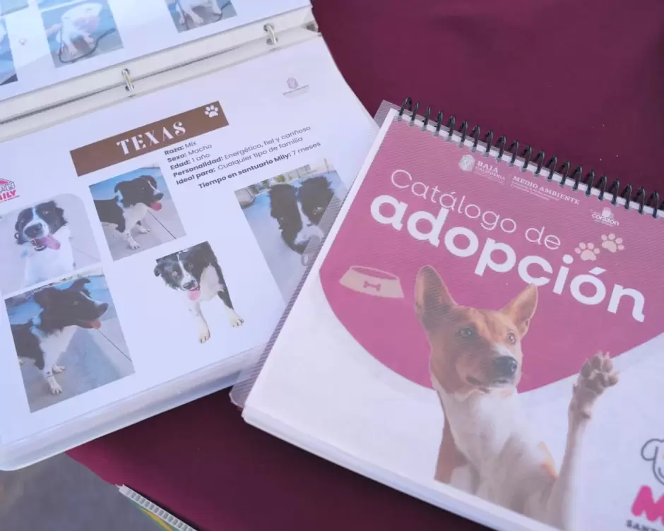 Celebra gobernadora Marina del Pilar dos a�os del Santuario Mily