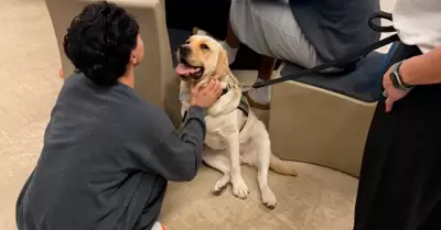 Programa de perros de terapia