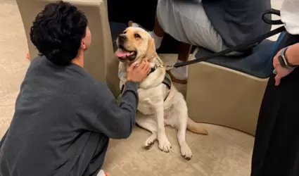 Programa de perros de terapia