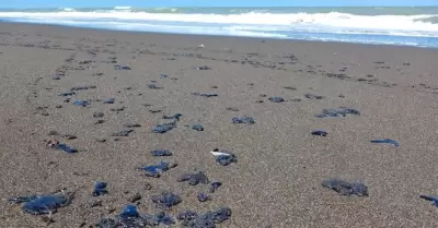 Derrame de petr�leo en el Golfo de M�xico