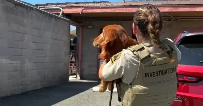 Rescatan a siete perros en estado cr�tico en Bonsall