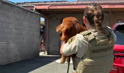 Rescatan a siete perros en estado cr�tico en Bonsall