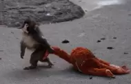 "Punch", el mono viral, obliga a ampliar su recinto