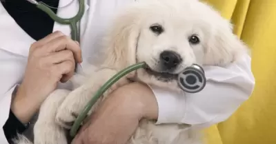 Entendiendo enfermedades emergentes que saltan animales a humanos globalizados.