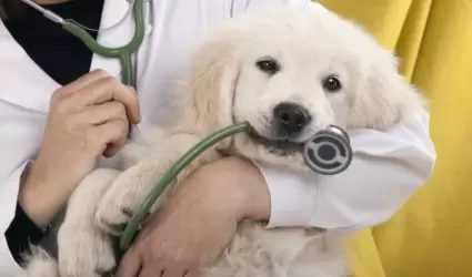 Entendiendo enfermedades emergentes que saltan animales a humanos globalizados.