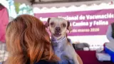 Realizan mega jornada de esterilizaci�n y salud animal en Mexicali
