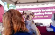 Realizan mega jornada de esterilizaci�n y salud animal en Mexicali